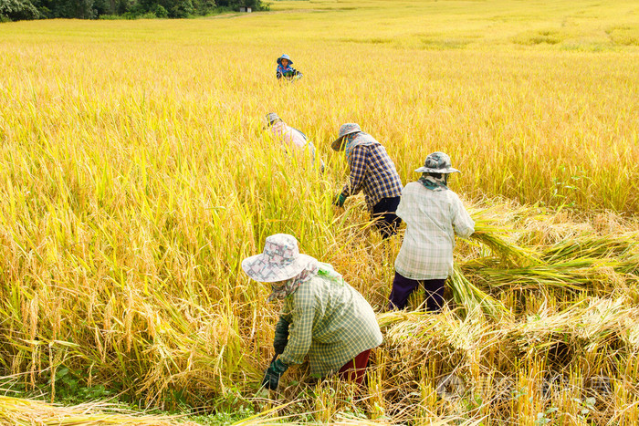高素质农民开云电子体育